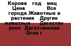 Корова 1 год 4 мец › Цена ­ 27 000 - Все города Животные и растения » Другие животные   . Дагестан респ.,Дагестанские Огни г.